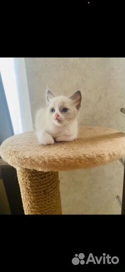 Кошка Регдолл