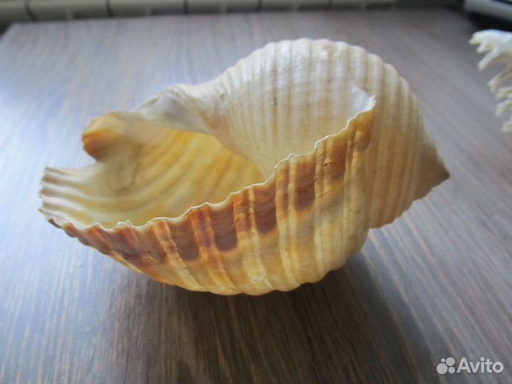 Раковина морская 15*12см