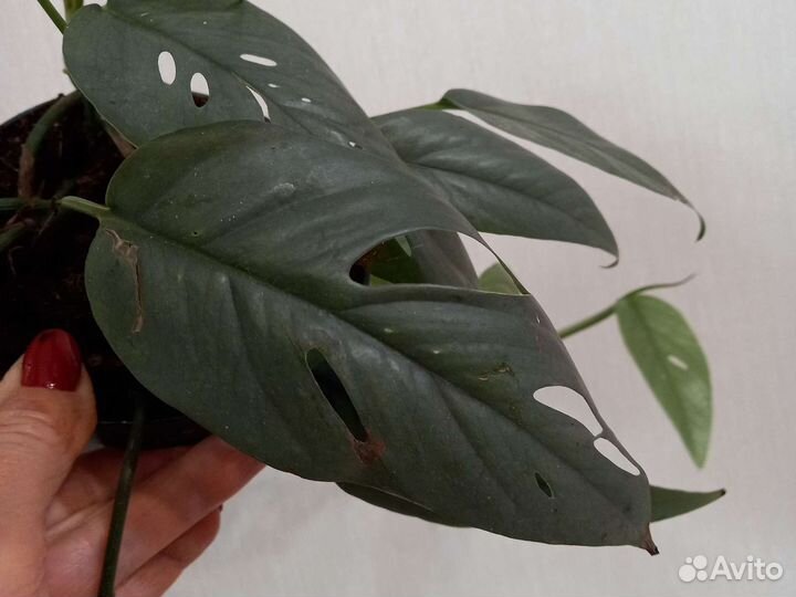 Эпипремнум Себу Блу, редкий коллекционный сорт