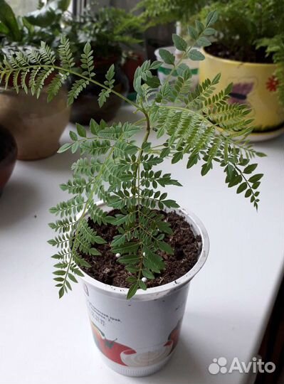 Жакаранда мимозолистная