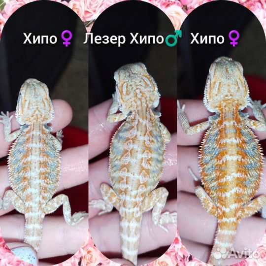 Бородатая агама