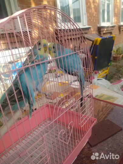 Волнистый попугай