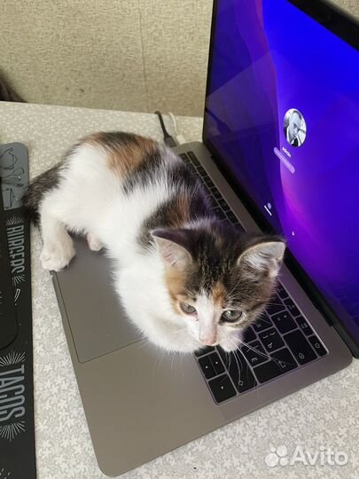 Котенок девочка бесплатно в добрые руки