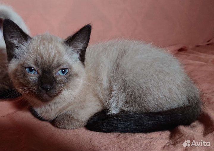 Котята от шотландской вислоухой кошки