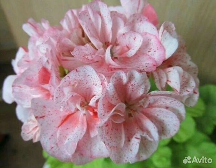 Пеларгония герань #3