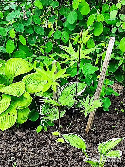 Папоротник садовый и бузульник