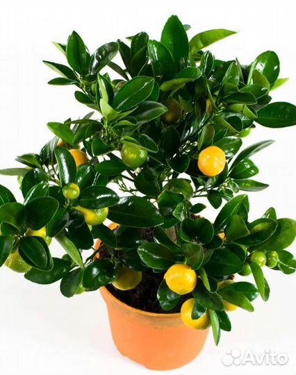 Мандариновое дерево с плодами