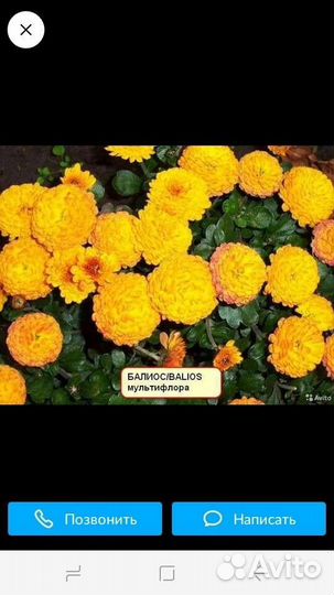 Калла эфиопскаяСкумпия-париковое дерево,хризантемы