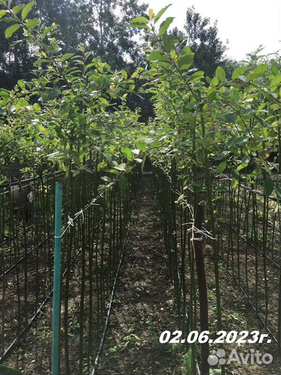 Верба плакучая на штамбе (ива)