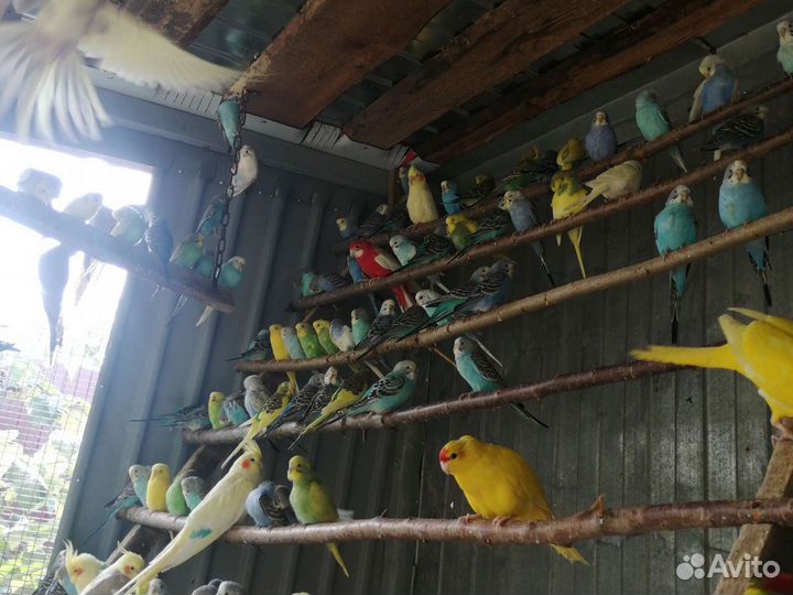 Попугаи какарики, волнистые, кореллы