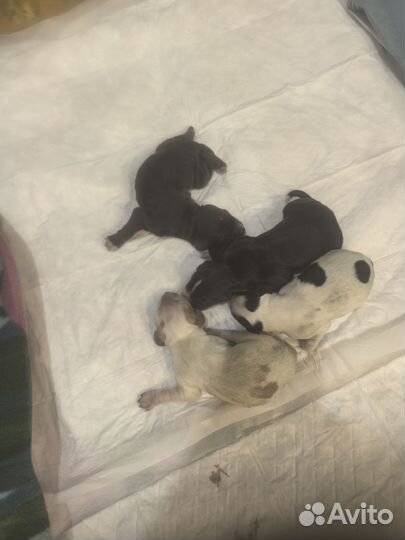 Щенки русского спаниеля