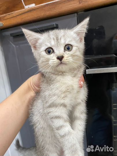 Шотландские котята