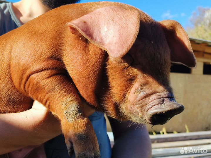 Поросята породы дюрок