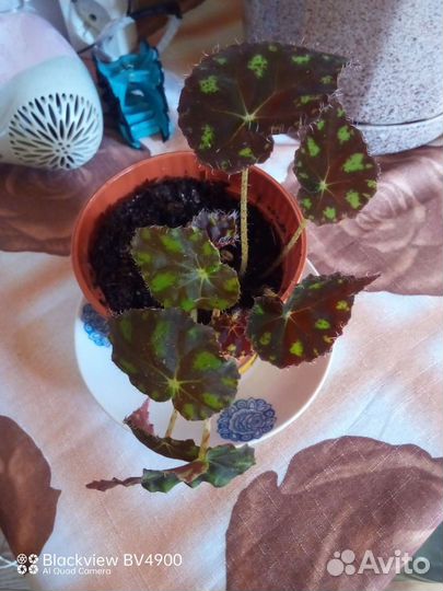 Домашние цветы