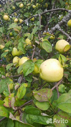 Яблоки свои