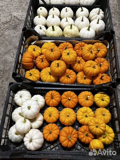 Тыква декоративная