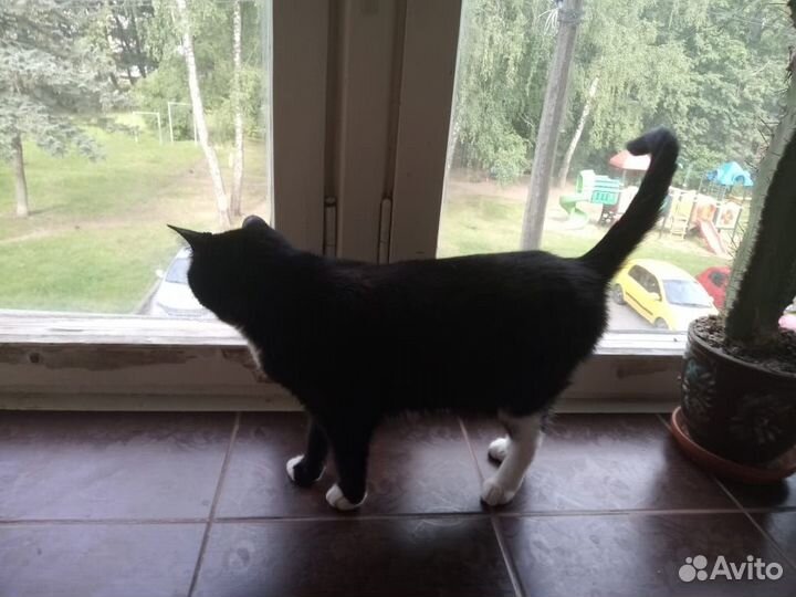 Кошка в добрые руки