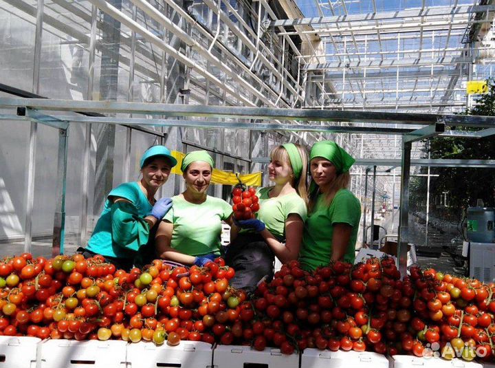 Вахта в Москве - Уборщик / Сборщик помидоров