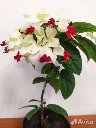 Клеродендрум томпсон