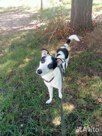 Пёс ищет дом