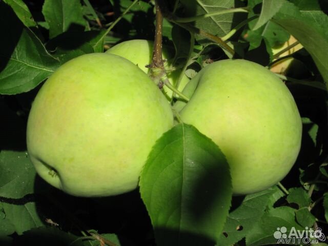 Саженцы плодово-ягодных и декоративных культур