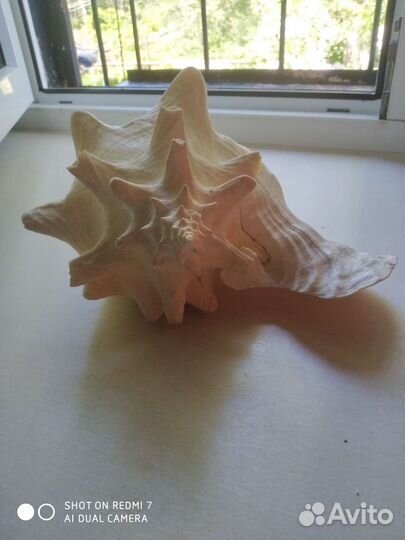 Раковина морская большая/ракушка