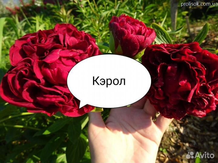 Пионы саженцы корни