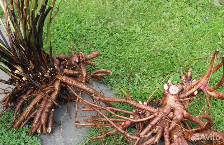 Пионы сортовые саженцы оптом