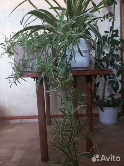 Комнатные растения