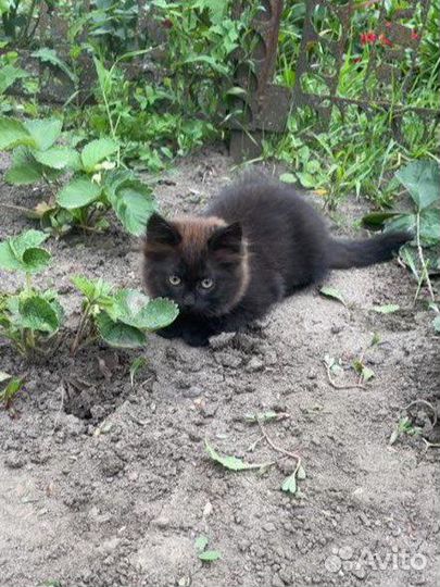 Котята
