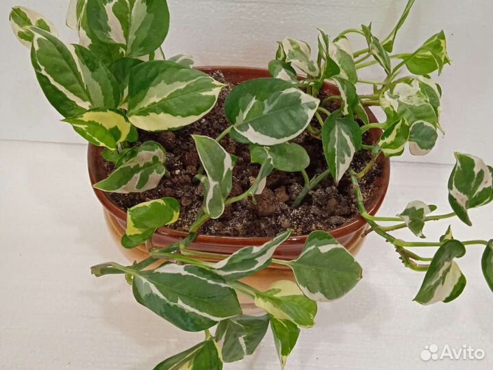 Сциндапсусы