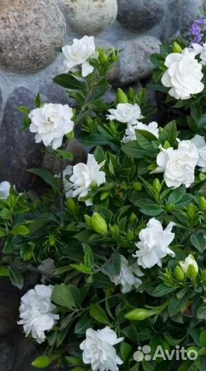 Гардения жасминовидная