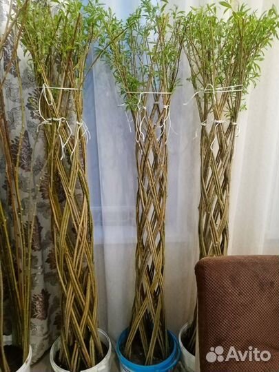 Русская пальма для сада