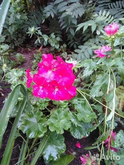 Цветы комнатные