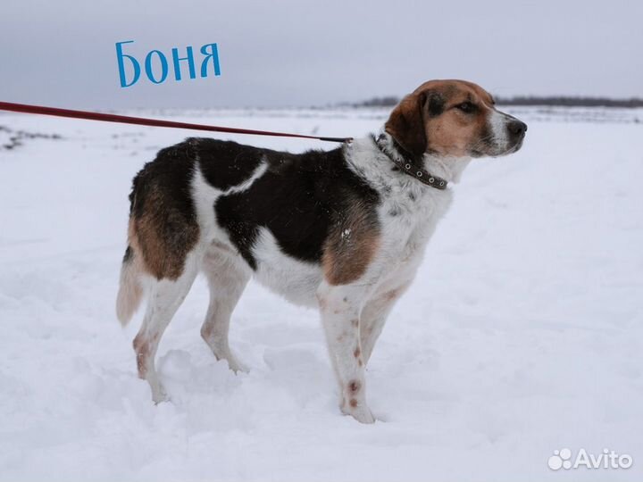 Много собачек(приют)