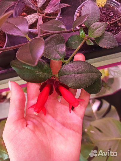 Комнатные растения