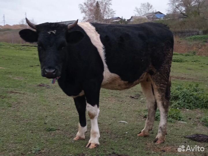 Телки стельные