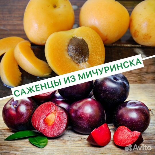 Саженцы плодовых деревьев и кустарников