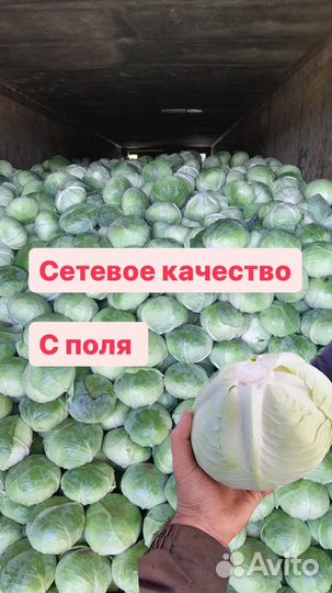 Капуста белокочанная оптом