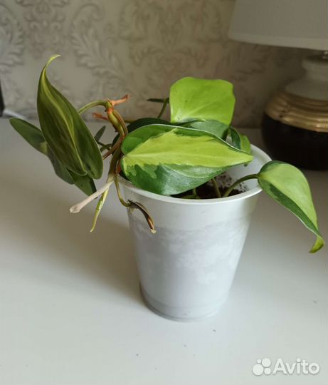 Филодендрон бразил#комнатные растения