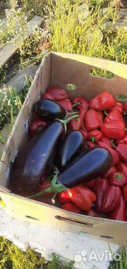 Продать овощи оптом