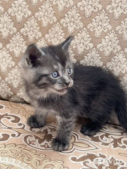 Британские котята