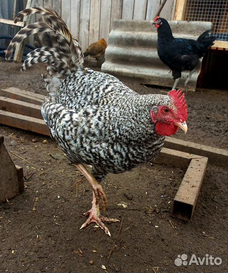 Петушки,селезень индоутки