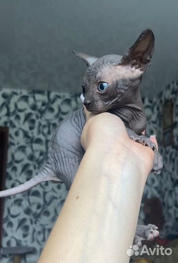 Канадский сфинкс