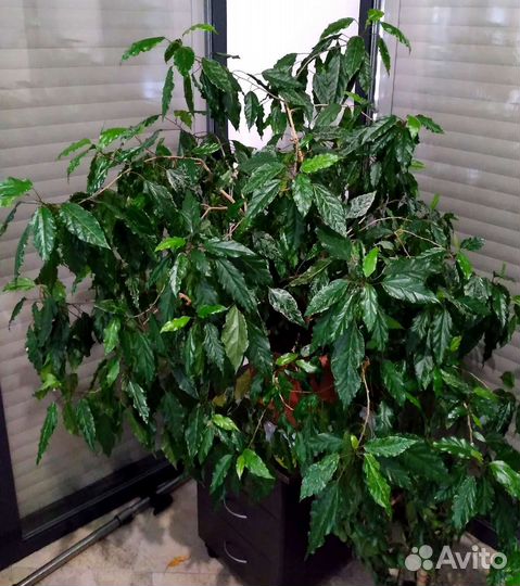 Комнатные растения цветы большие