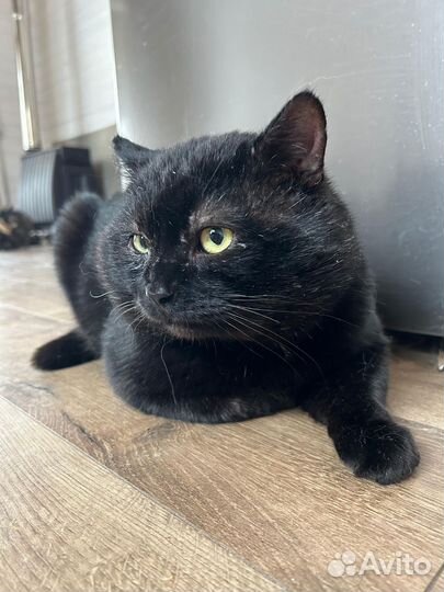 Чёрный принц