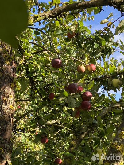 Яблоки