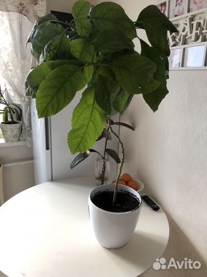 Авокадо дерево/комнатные растения/цветы