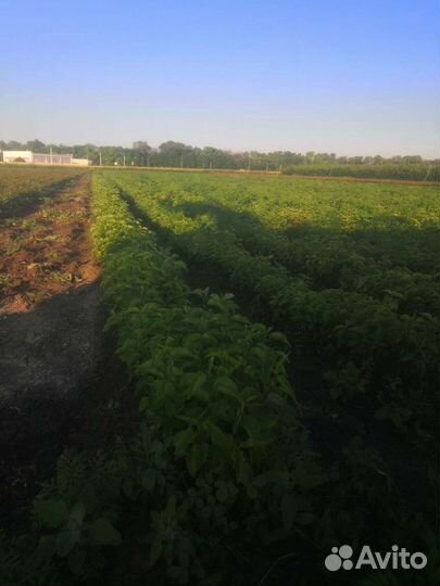 Садовые растения