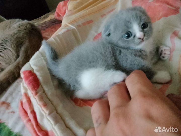 Шотландская